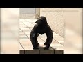 Gorilla crow spotted in japan is taking internet by storm  abc7