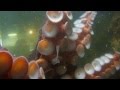 Feeding & playing with a Giant Pacific Octopus