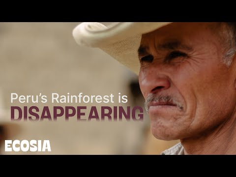 Waldrodung in Peru: ein dünnes Eis