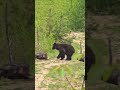 What a wild day