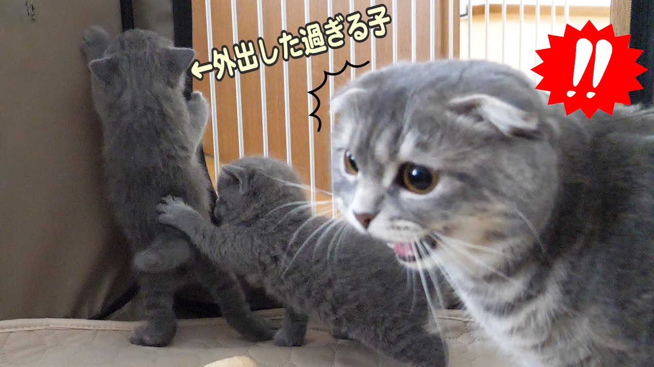 外出したすぎて 最終手段をとった子猫がこちらですw スコティッシュフォールドつむの子猫の成長記録 Kitten And Go Out Youtube