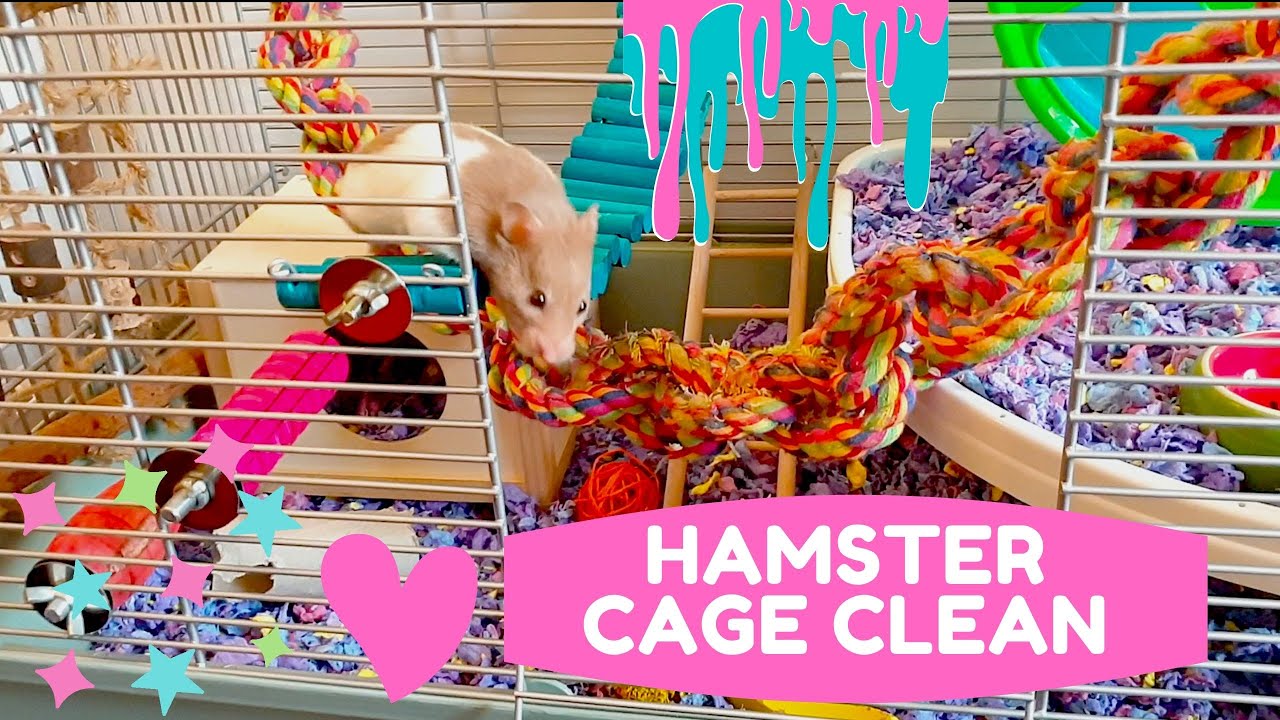 HAMSTER CAGE CLEANING YouTube