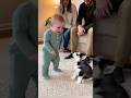 【爆笑】赤ちゃんがハスキー子犬と兄弟喧嘩！？😂🐺 [HILARIOUS] Baby vs Husky Puppies — A Sibling Fight!? 😂🐺