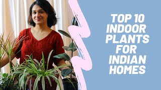 Top 10 Indoor Plants India | Best Low Light Plants | Plantivore