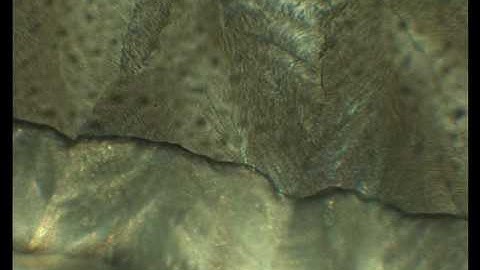 freeze drying 10% succrose solution on a microscope