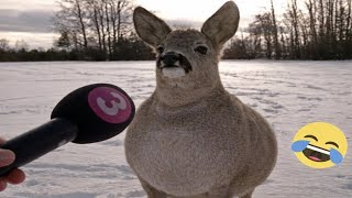 TRY NOT TO LAUGH 😆 Funniest Animal Videos Ever | PART 1