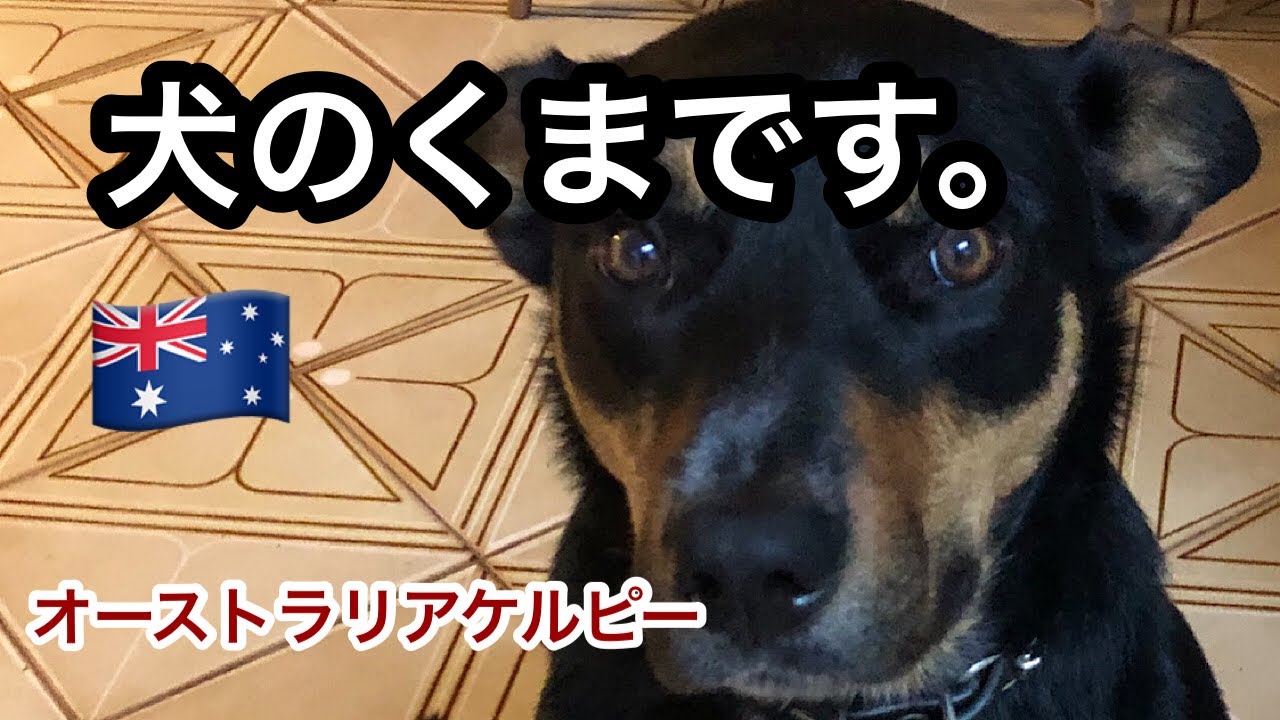 オーストラリアンケルピー 趣味は走り回ることで牧羊犬です シドニー ケルピー犬 Youtube