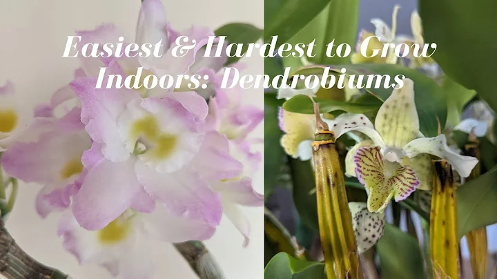 Dendrobium Orchids | Growing Indoors - Easiest & H...