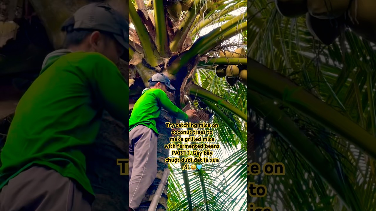Try catching mice on coconut trees to make grilled mice with fermented beans PART1 