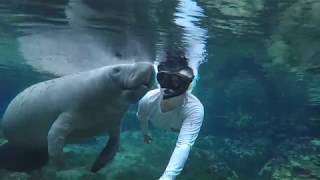 Manatee Kiss