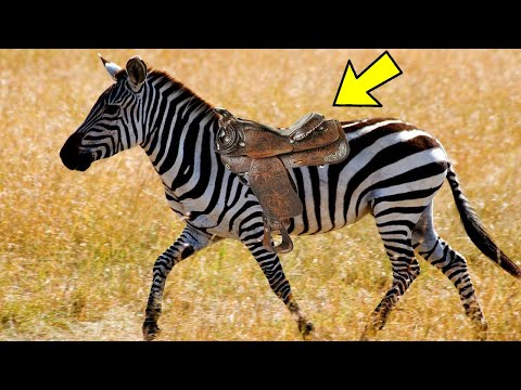 Видео: Можно ли ездить на зебрах?