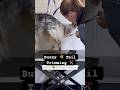 Setter Tail Cutting ✂️ #doggroomingtips #englishsetter