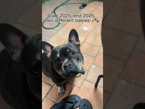 How did that even happen?😭 #puppy #shortsfeed