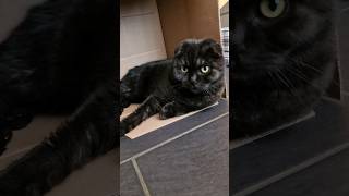 Have a good day! #love #blackcat #beautiful #cat #cute #viral #subscribe #shortvideo #meow #fypシ