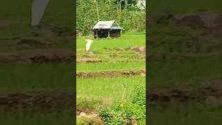 Download Lagu Burung kuntul#penjelajahsawah#burungpemangsa #nature #vidioshort #sawah MP3