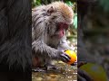 Punch Moneky | This Monkey Acts Like a Human. But here’s what makes it insane… | Japanese Macaque