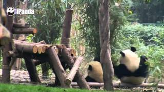 A Panda Gets Scared By His Falling Pal