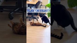 Play or Fight? The Hidden Signs Your Cats Are Actually Stressed #cat #shorts