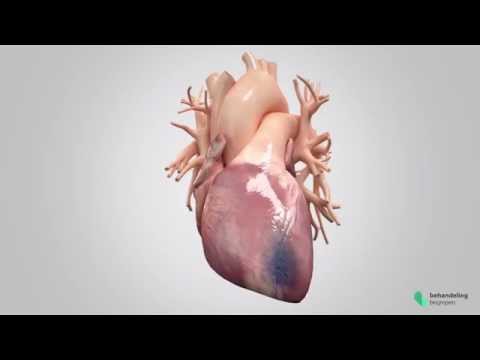 Video: We behandelen leververvetting, die 65% van de mensen treft