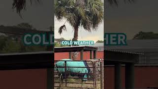 Horse Wearing A Winter Coat