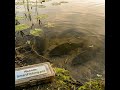 June Tench Behavior: Post-Spawn Patterns and Feeding Windows