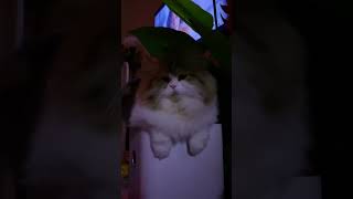 Seated in the cold temperature ☺️ #buffy #cute #baby #cat