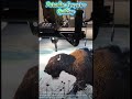 Whatcha doing Grandma? Manitoba Bison Project dear