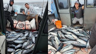Albacore Tuna Fishing Another limit so quick Fish Everywhere by FFK 3,064 views 7 months ago 1 hour, 3 minutes