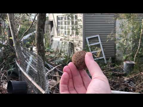 Sycamore Tree seed pod explosion in slow motion