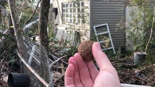 Famous Sycamore Tree seed pod explosion in slow motion Net Worth