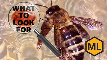 How to Check for Varroa Mites – Beekeeping Health Essentials
