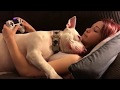 Dog kissing a girl playing Playstation 5  | Dogs are Cute |