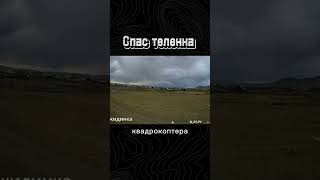Дрон спас теленка #новости #спасживотное
