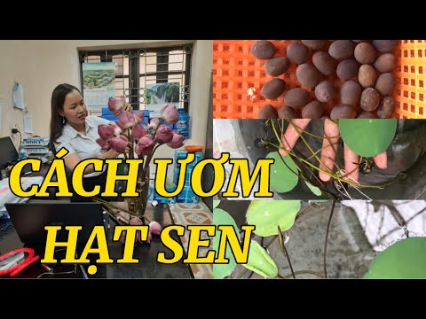 Video: Hạt giống Sequoia mất bao lâu để nảy mầm?