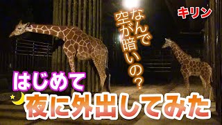 キリンの赤ちゃん 続・ドキドキ初体験！