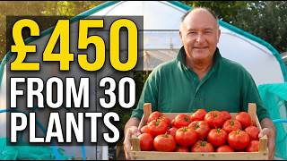 Grow Tomatoes from Seed — I Made £450 from Just 30 Plants
