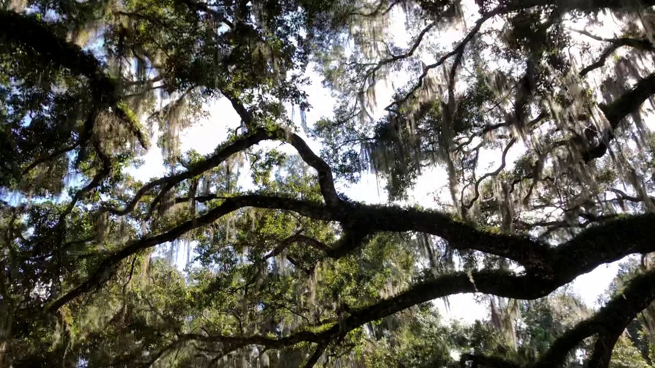 Spanish moss does not kill trees