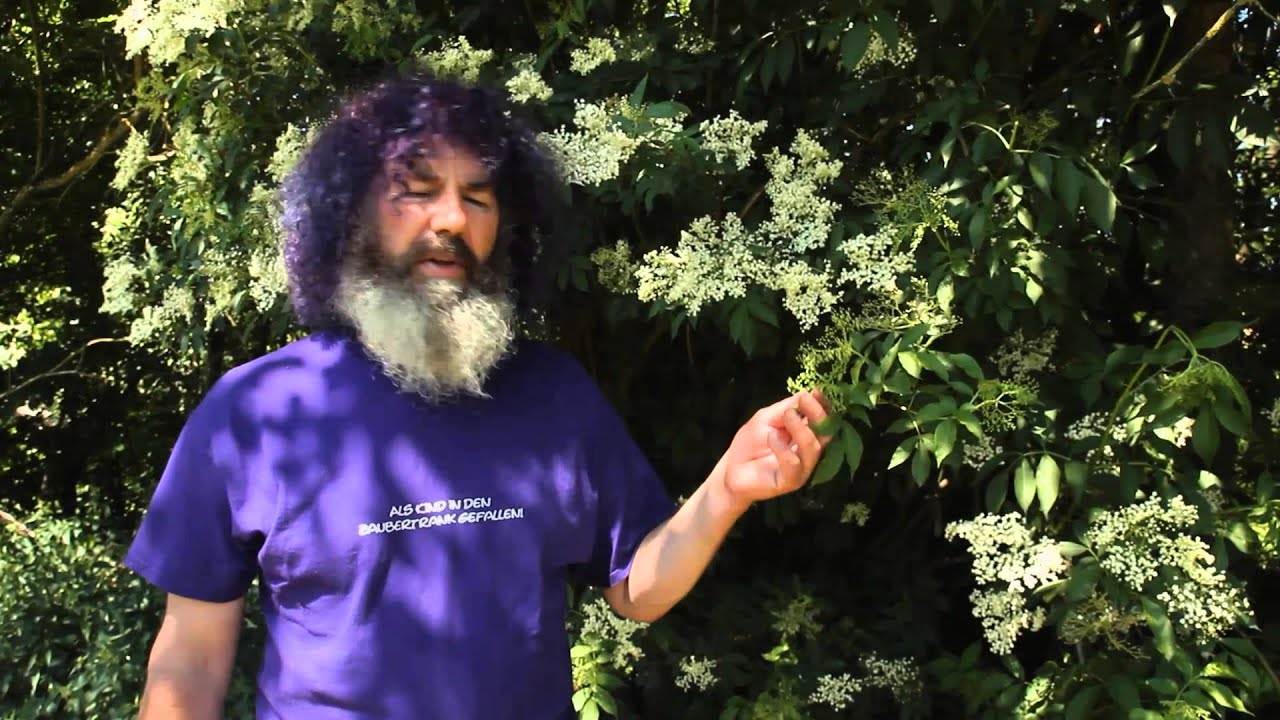 Robert Franz Kräuter ABC - Holunder