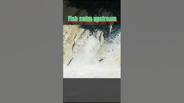Fish swim upstream - Cá bơi ngược dòng suối  #shorts #fishing