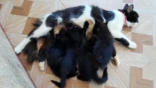 Mommy Sofie feeding her kittens #cute #cat #viralvideo