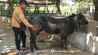 KANDANG SAPI KANG YONO BARU PERTAMA KALI DAPAT BELGIAN BLUE ORLANDO SUPER MIRIP ASLINYA !!