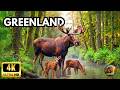 GREENLAND: Life of Steel in a Frozen World | Full Wildlife Documentary [4K]