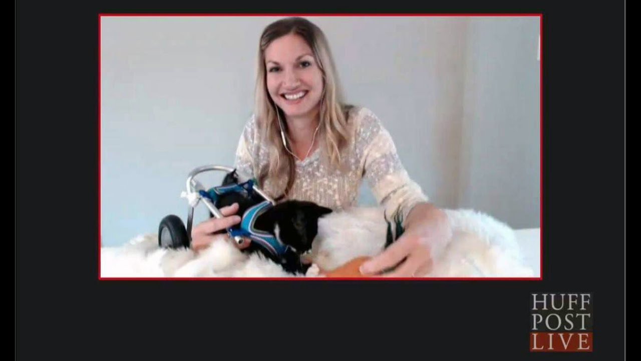 Tiny Kittens Shelly & Cassidy on HuffPost Live - YouTube