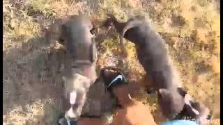 Gottiline Indo X Tia Tanaka