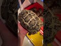 Kura Kura Darat Pardalis #kurakura #pardalis #pardalistortoise #tortoisevideo #kuradarat #hewanlucu