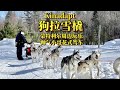 带你看加拿大 Kinadapt农场狗拉雪橇 帅气小哥花式架车好拉风 带你看加拿大 Kinadapt农场狗拉雪橇 帅气小哥花式架车好拉风