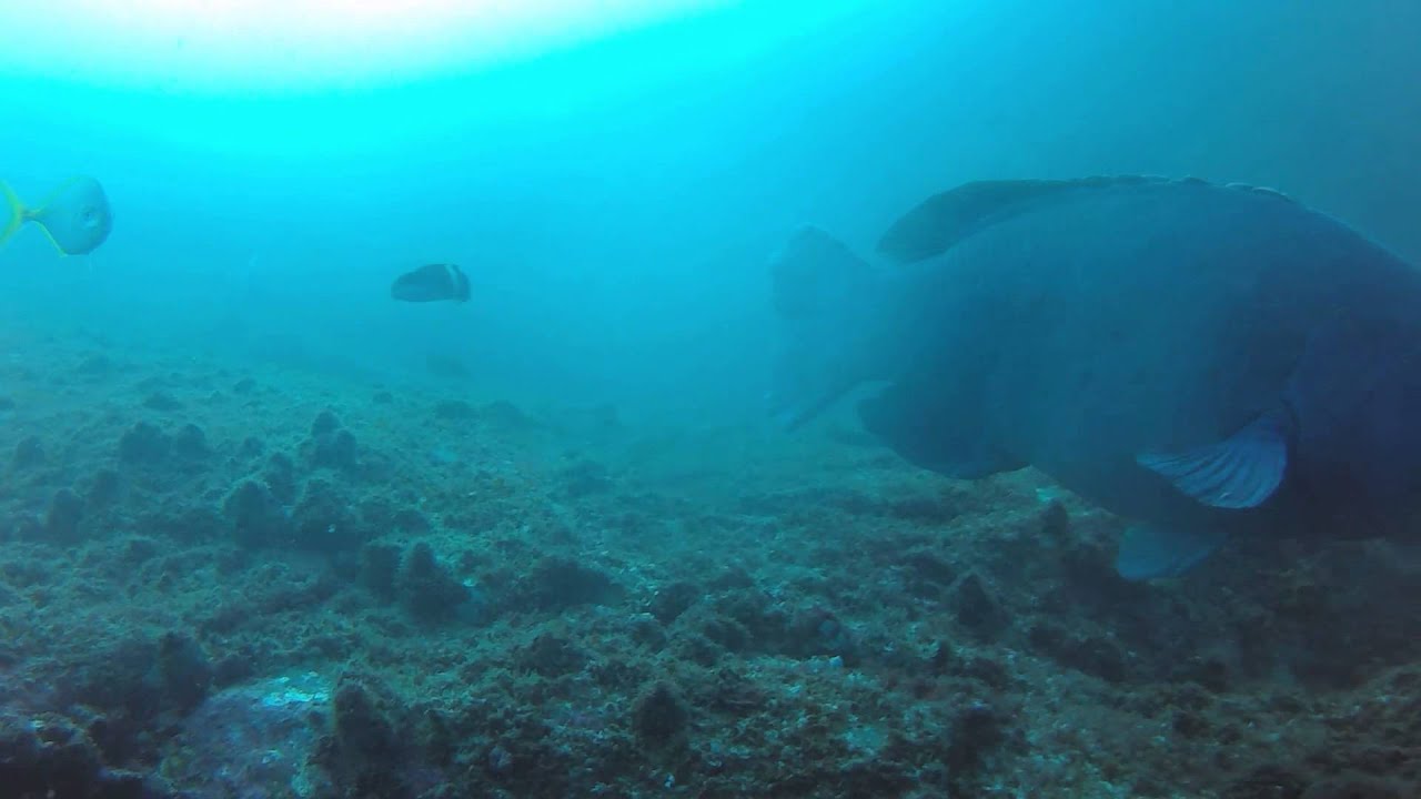 South West Rock diving Ladies reef & Fish Rock YouTube
