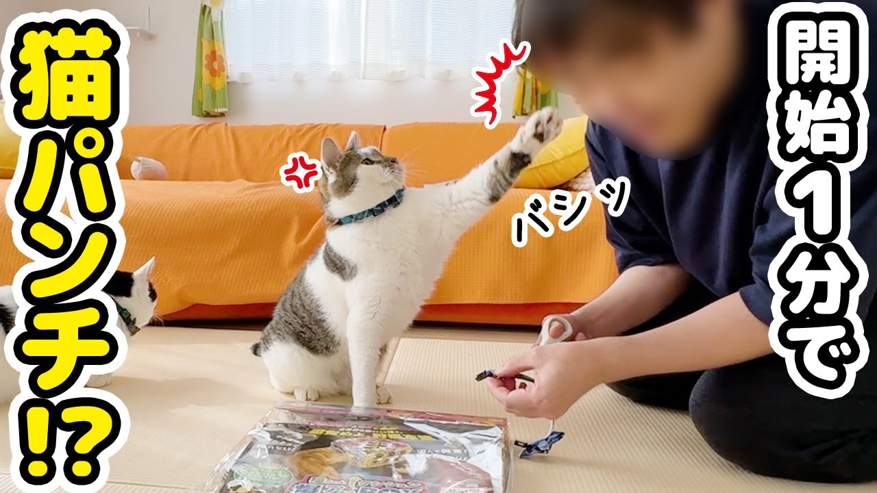 I gave my dad 5,000 yen and asked him to buy me some cat goods