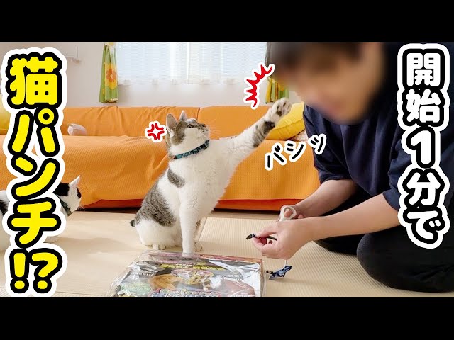 I gave my dad 5,000 yen and asked him to buy me some cat goods