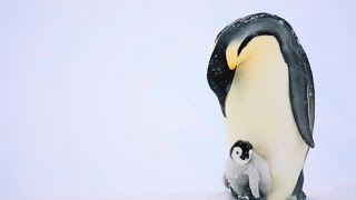 The Penguine
